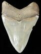 Serrated, Megalodon Tooth - Glossy Enamel #62640-1
